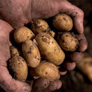aviko-nieuws-december2023-aardappels-rooijen-teaser-image
