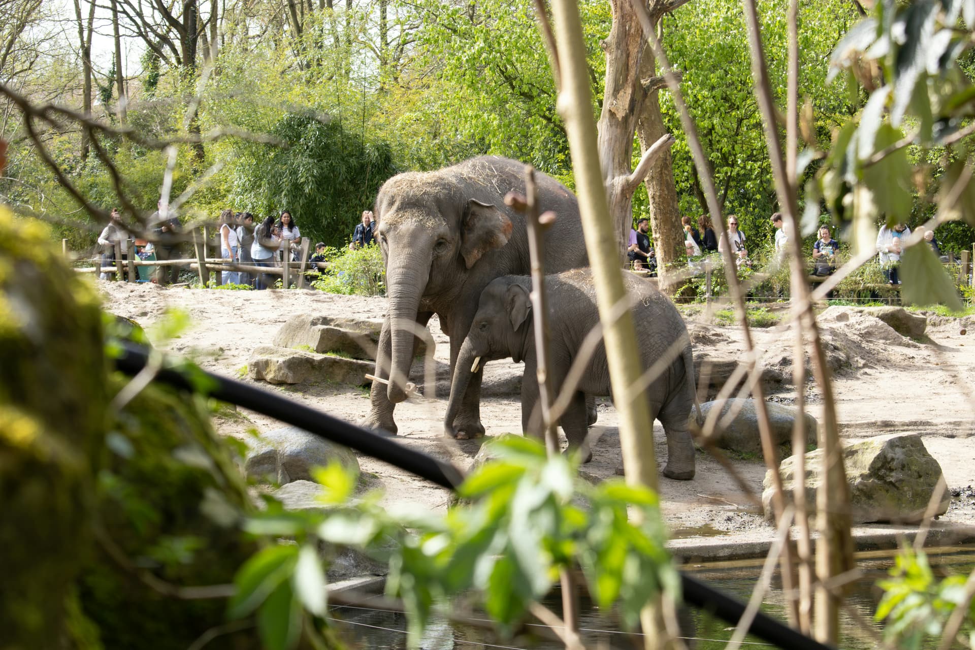 Olifanten in Blijdorp