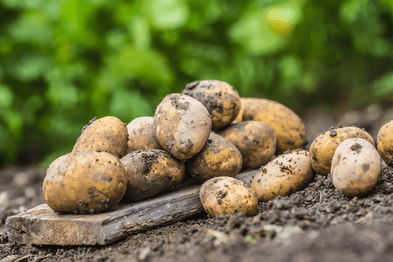 A pile of fresh potatoes which are free lying on the soil.