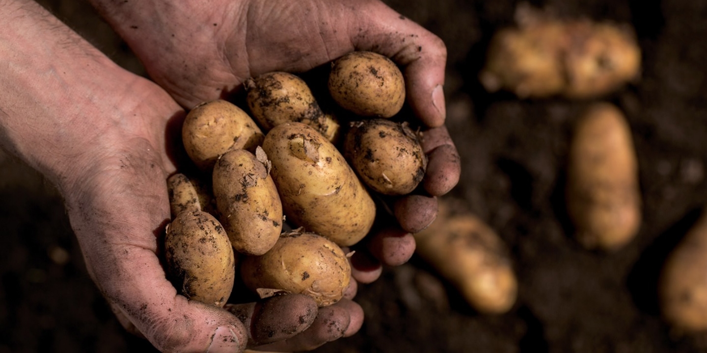 aviko-nieuws-december2023-aardappels-rooijen-header-image