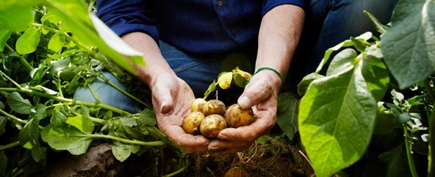 oerfriet-aardappelteler-aardappels-in-handen-aviko-foodservice