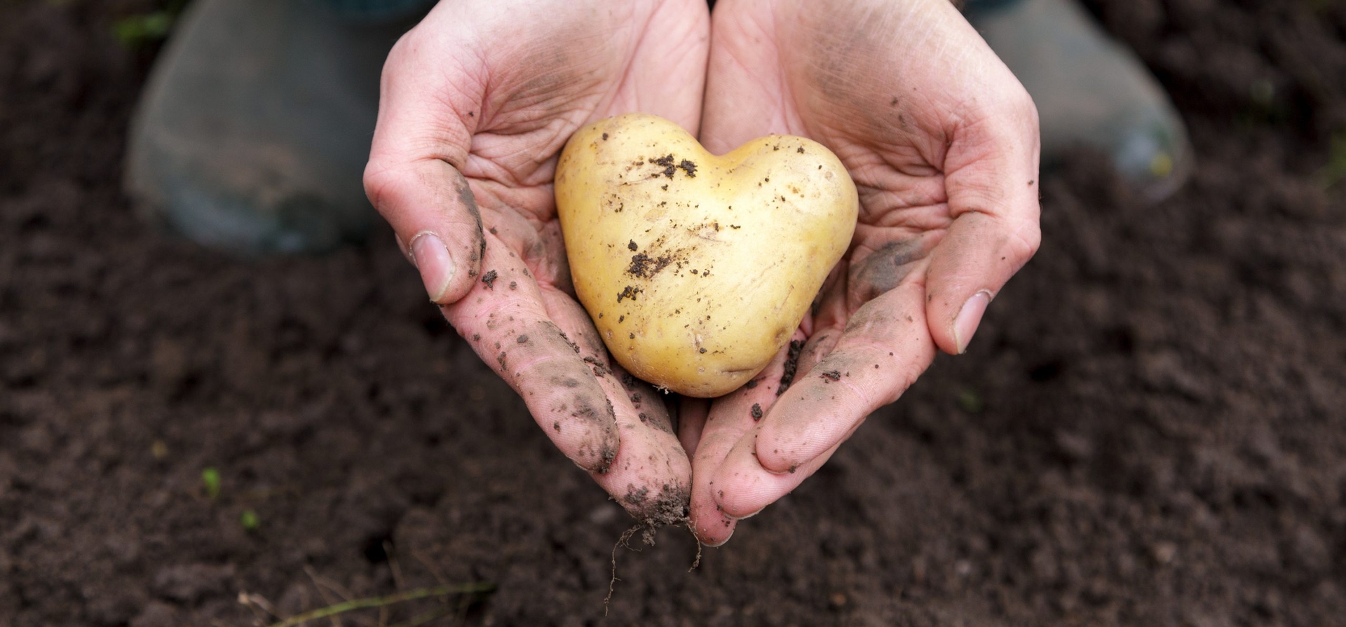 Aardappel hartvormig - duurzaamheidsverslag 2023