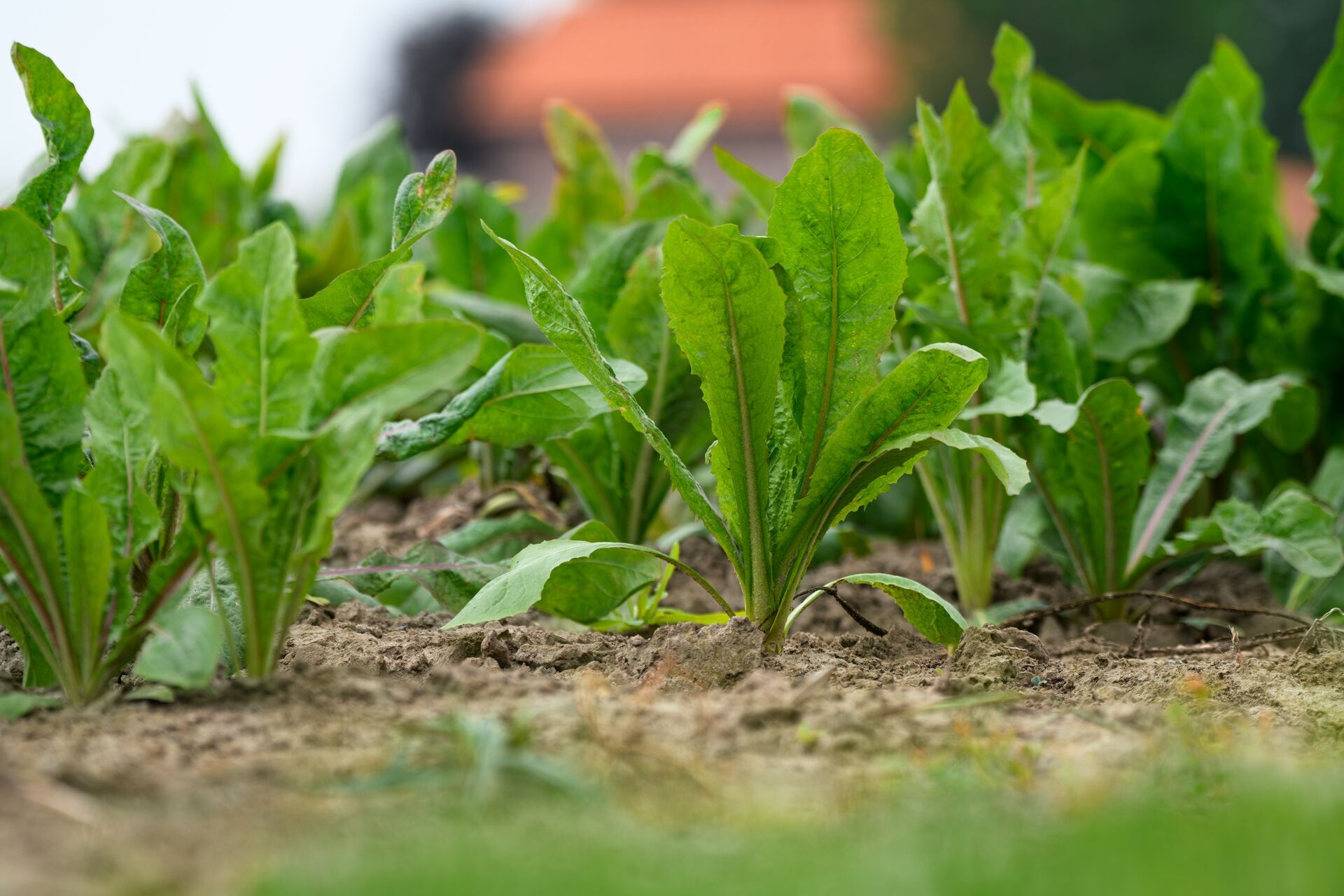 1086 - Cosun - Groei - 85 - HR