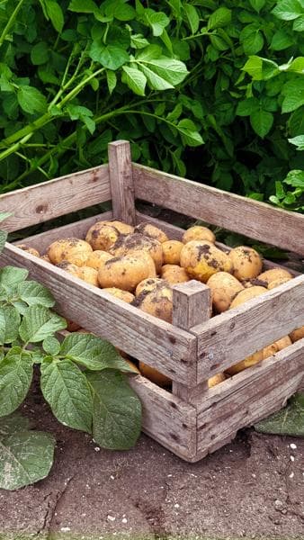 Aviko Oerfriet campagne 2025